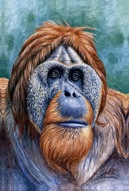 Orang Utan