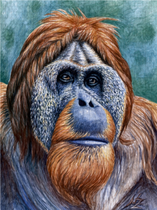 Orang Utan