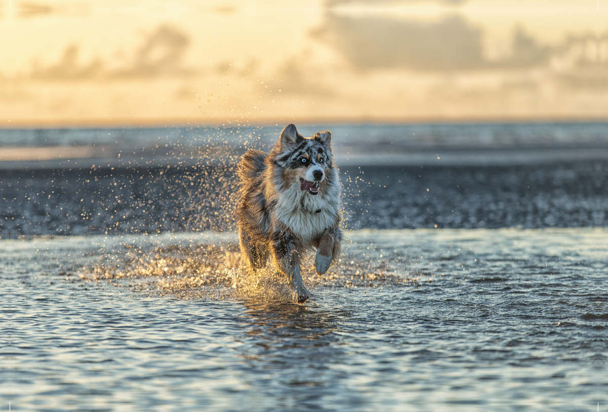 Australian Shepherd badet in der Nordsee