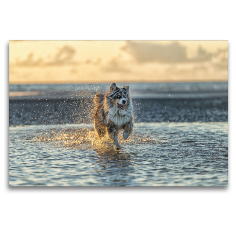 Australian Shepherd badet in der Nordsee