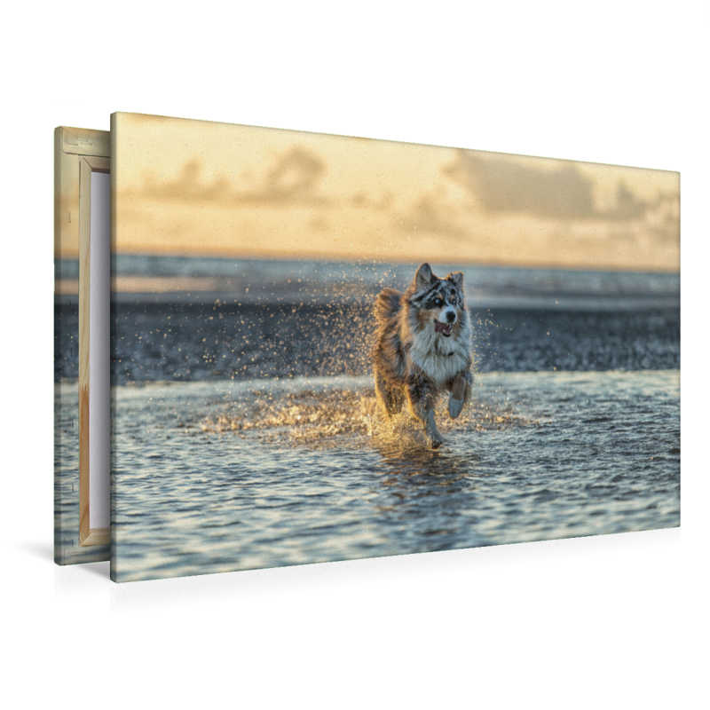 Australian Shepherd badet in der Nordsee