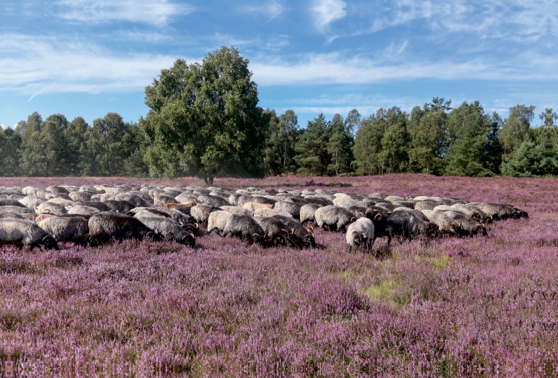 Heidschnuckenherde im Naturpark Höpen bei Schneverdingen