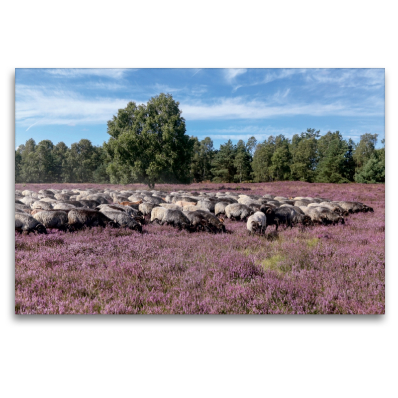 Heidschnuckenherde im Naturpark Höpen bei Schneverdingen