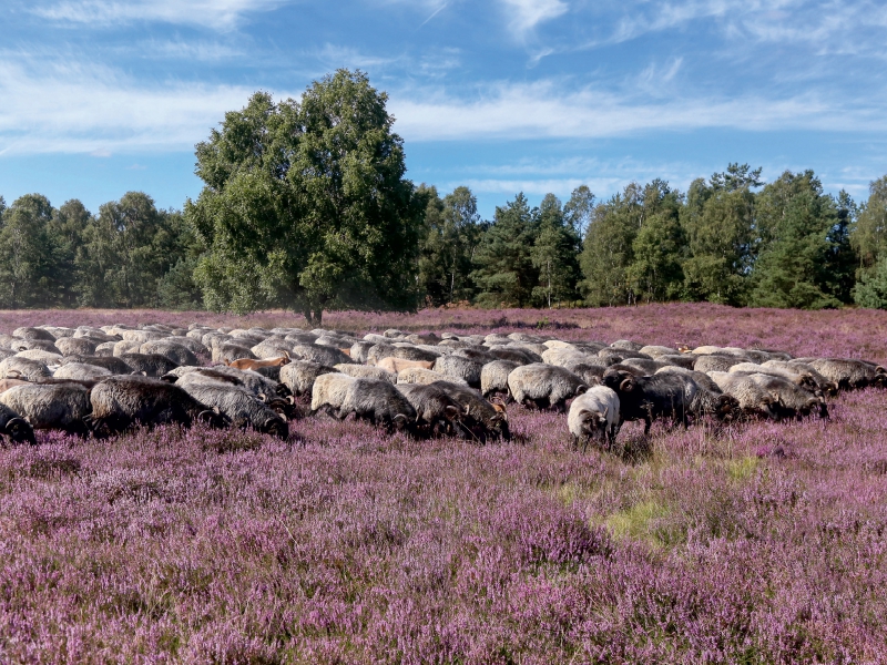 Heidschnuckenherde im Naturpark Höpen bei Schneverdingen