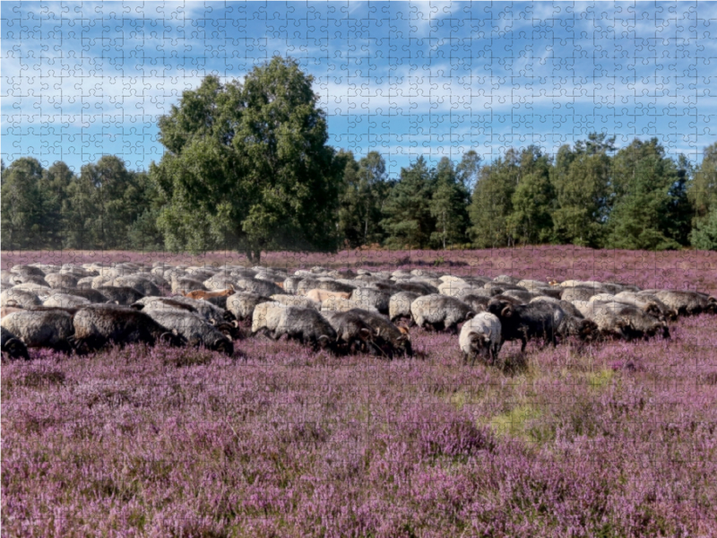 Heidschnuckenherde im Naturpark Höpen bei Schneverdingen