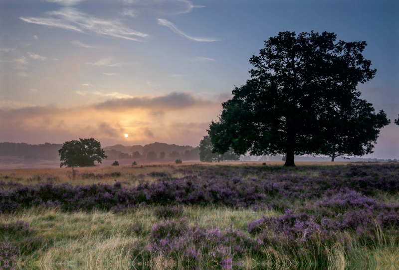 Morgennebel bei Niederhaverbeck