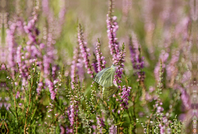 Kohlweißlinge bei der Paarung in der Heide