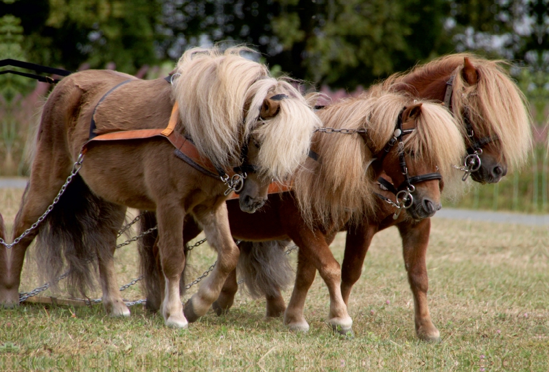 Shetlandponys