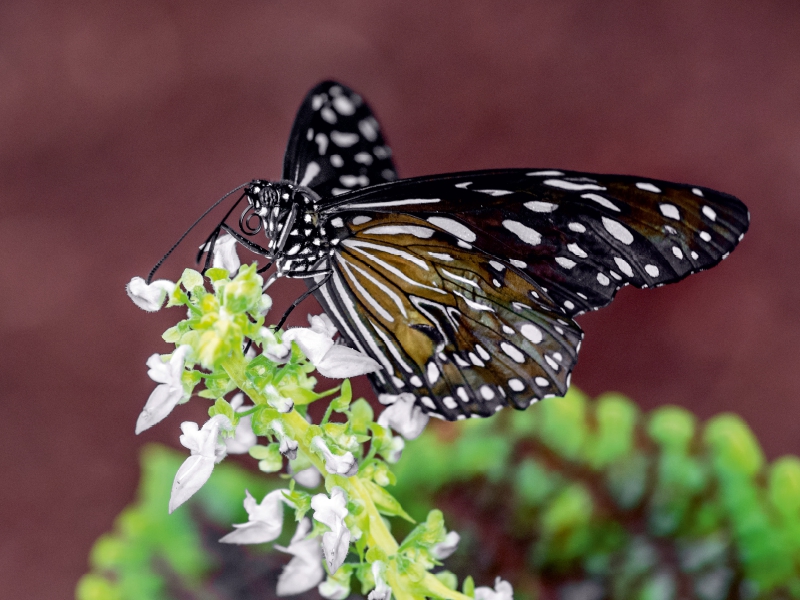 Tirumala limniace