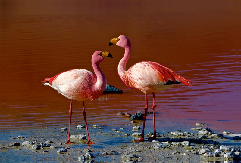 Flamingos im Salar de Uyuni