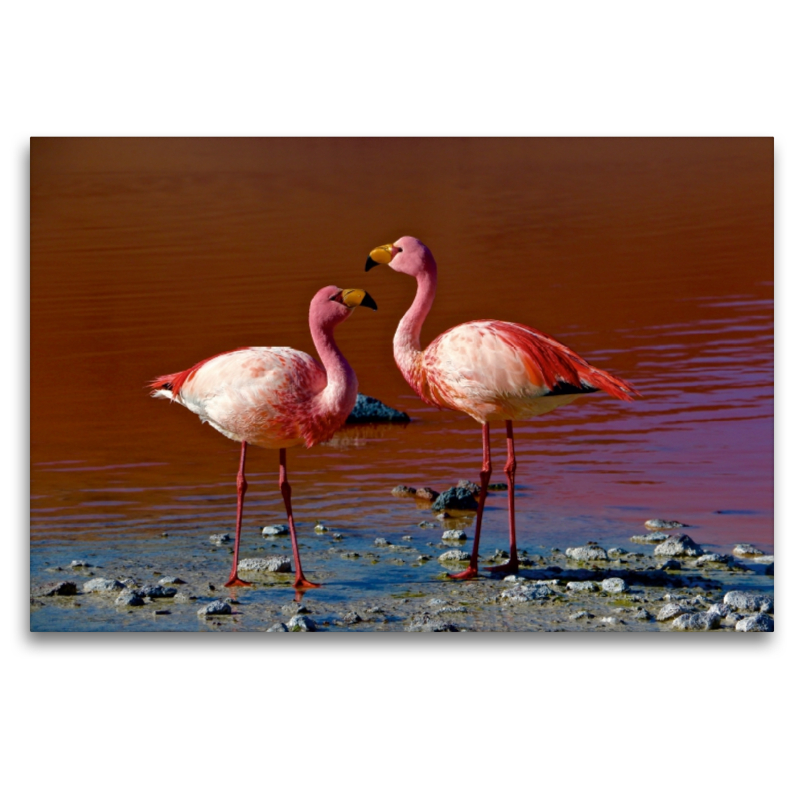 Flamingos im Salar de Uyuni