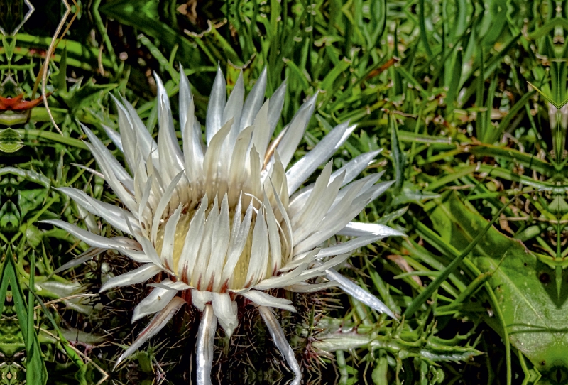 Silberdistel