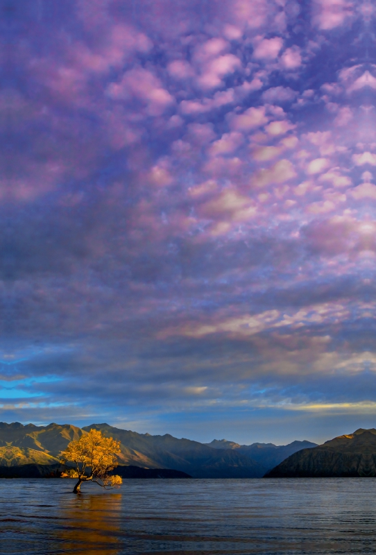 Der Baum im See von Wanaka im Morgenlicht, Neuseeland