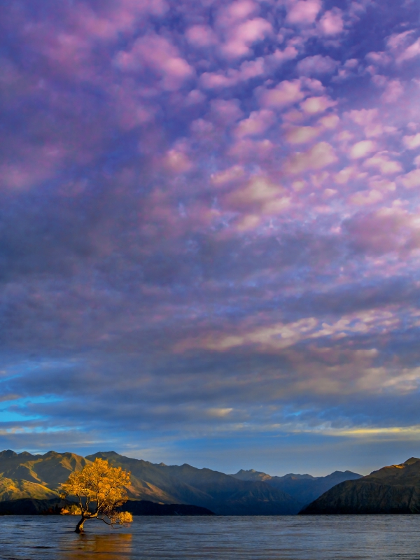 Der Baum im See von Wanaka im Morgenlicht, Neuseeland