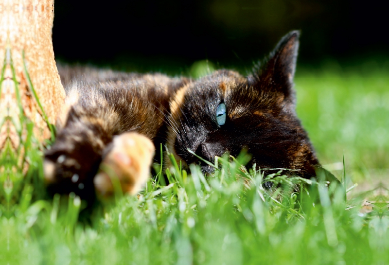 Schwarz braune Katze im Gras