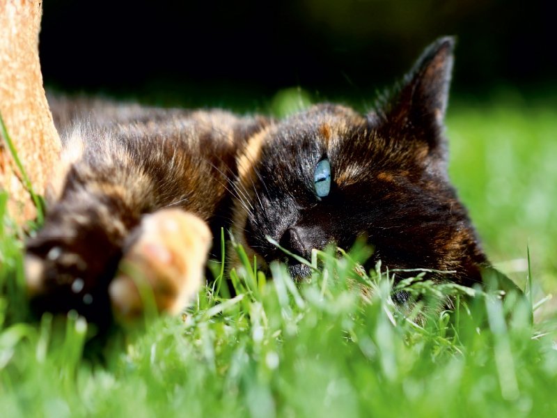 Schwarz braune Katze im Gras