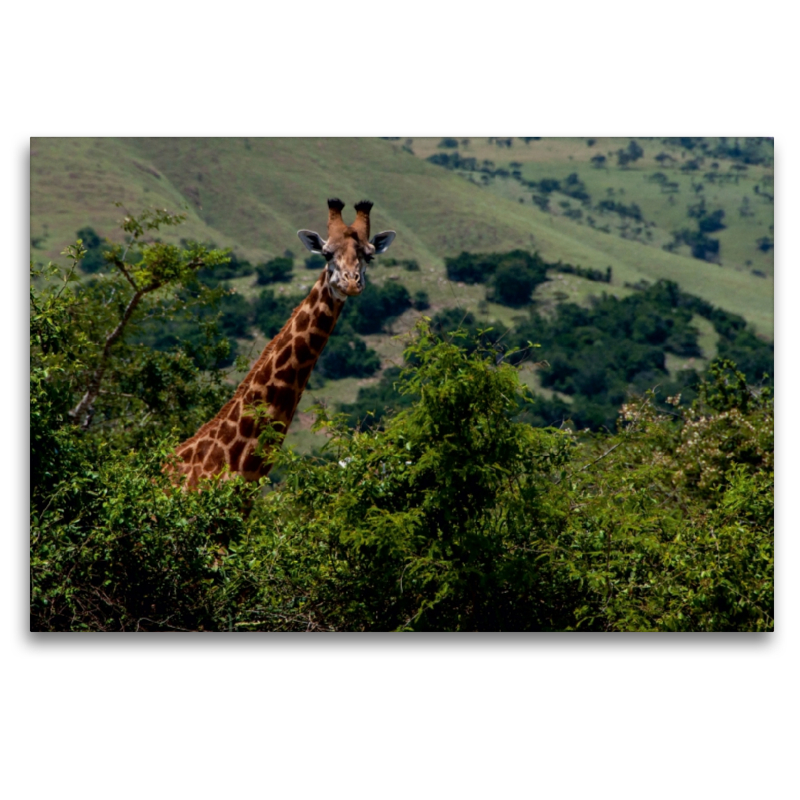 Neugierige Giraffe