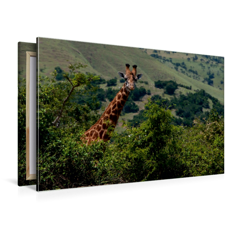 Neugierige Giraffe