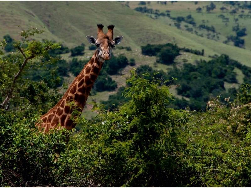 Neugierige Giraffe