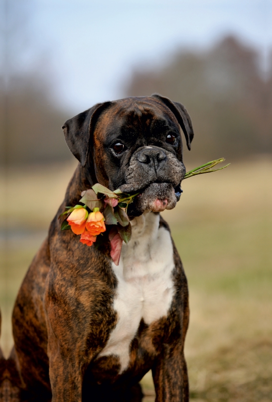 Boxer mit Blumen