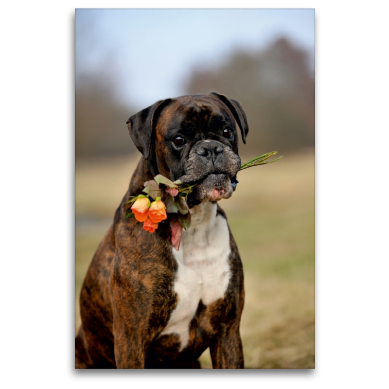 Boxer mit Blumen