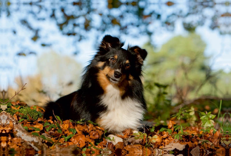 Herbstfarben