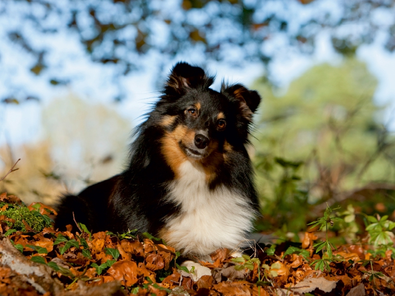 Herbstfarben