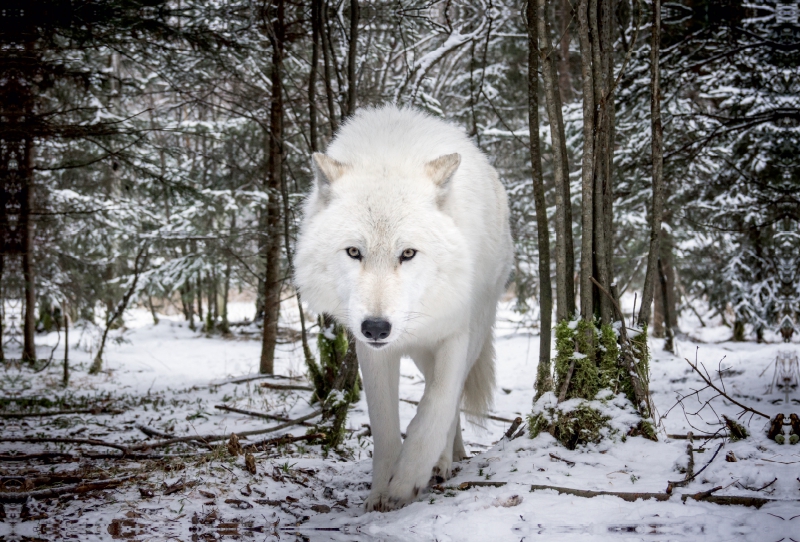 John der weißer Wolf