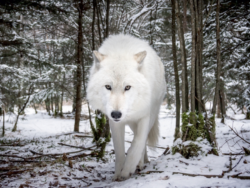 John der weißer Wolf