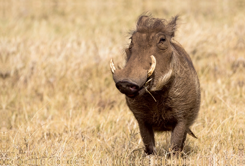 Warzenschwein, Ngorongoro Conservation Area, Tansania