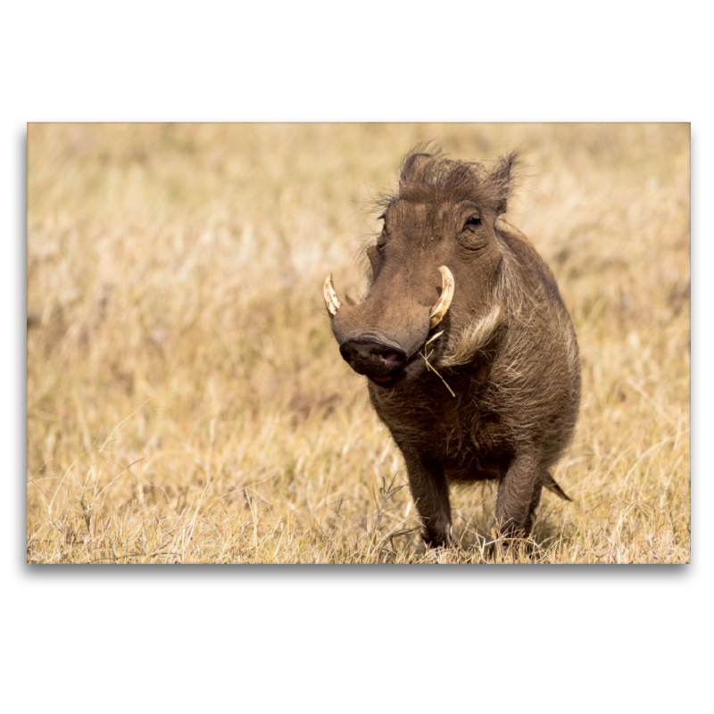 Warzenschwein, Ngorongoro Conservation Area, Tansania