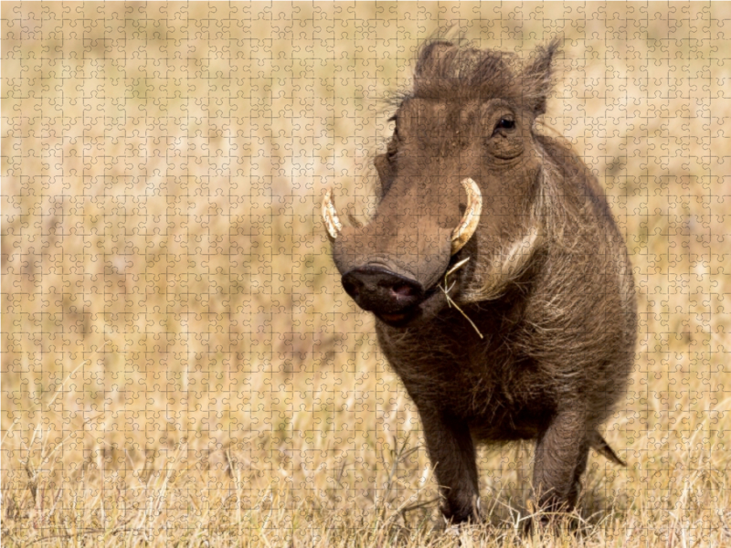 Warzenschwein, Ngorongoro Conservation Area, Tansania