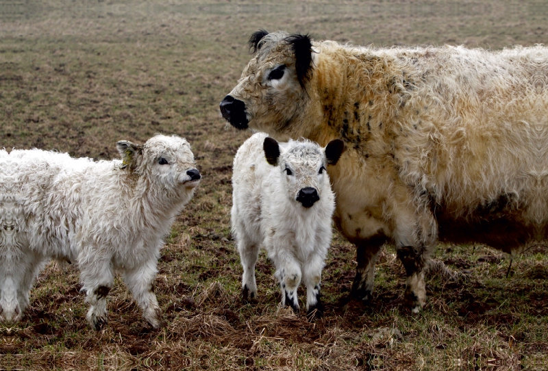 Galloway-Familie