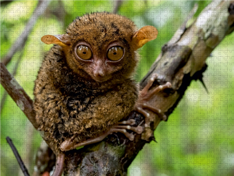 Philippinischer Koboldmaki auf Bohol