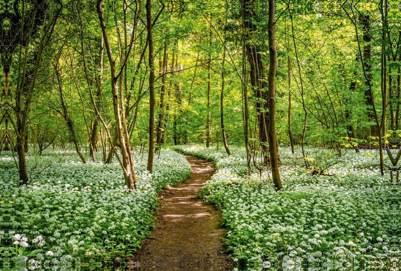 Bärlauchblüte