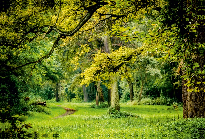 Ein Blick in den Wald