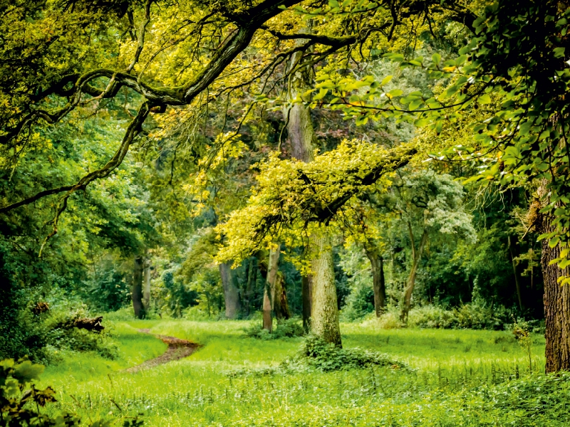 Ein Blick in den Wald