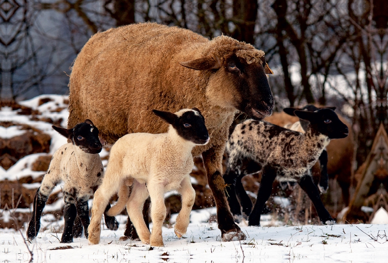 Kinderstube im Schnee