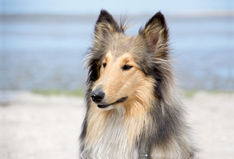 Ein Motiv aus dem Kalender Ein Collie begleitet durch das Jahr