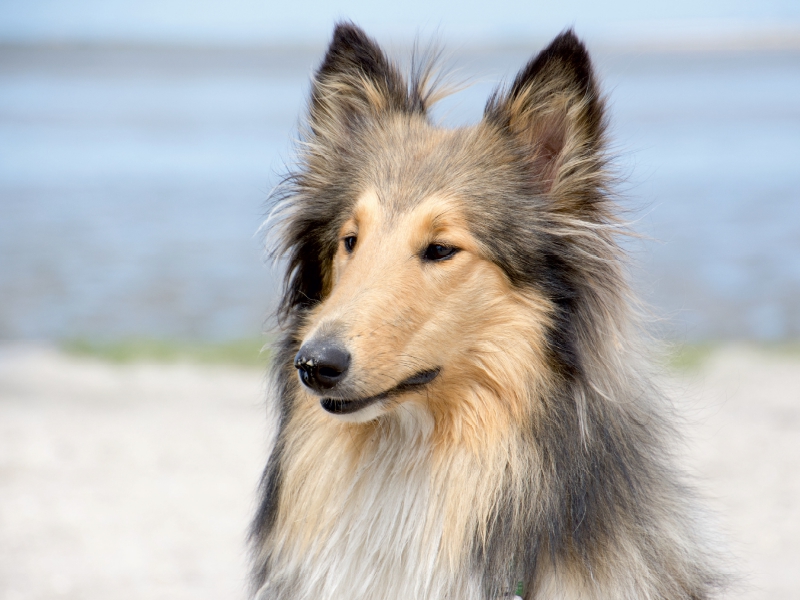 Ein Motiv aus dem Kalender Ein Collie begleitet durch das Jahr