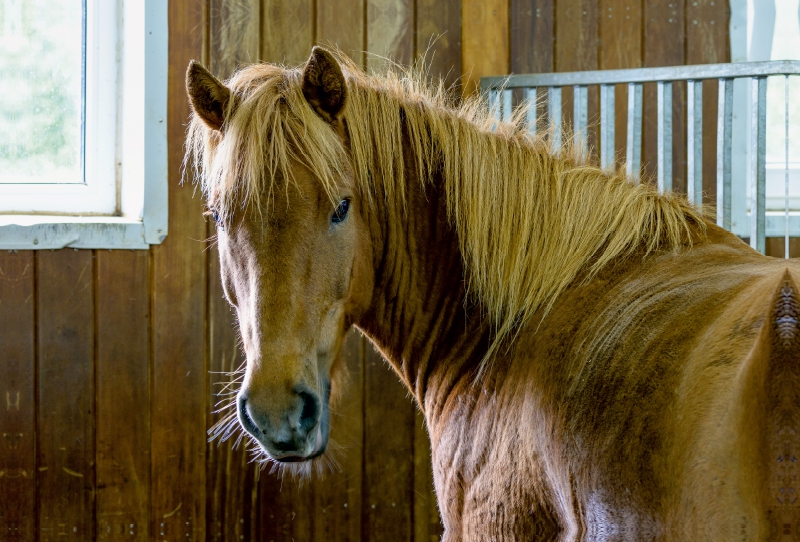 Islandpferd in einem Reitstall bei Bláskógabyggð, Island