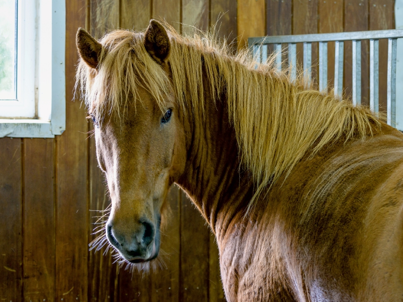 Islandpferd in einem Reitstall bei Bláskógabyggð, Island