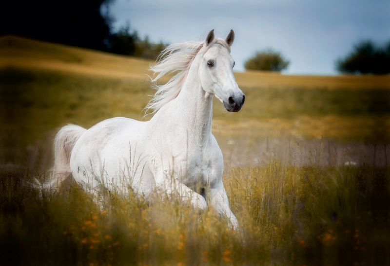 Trakehner
