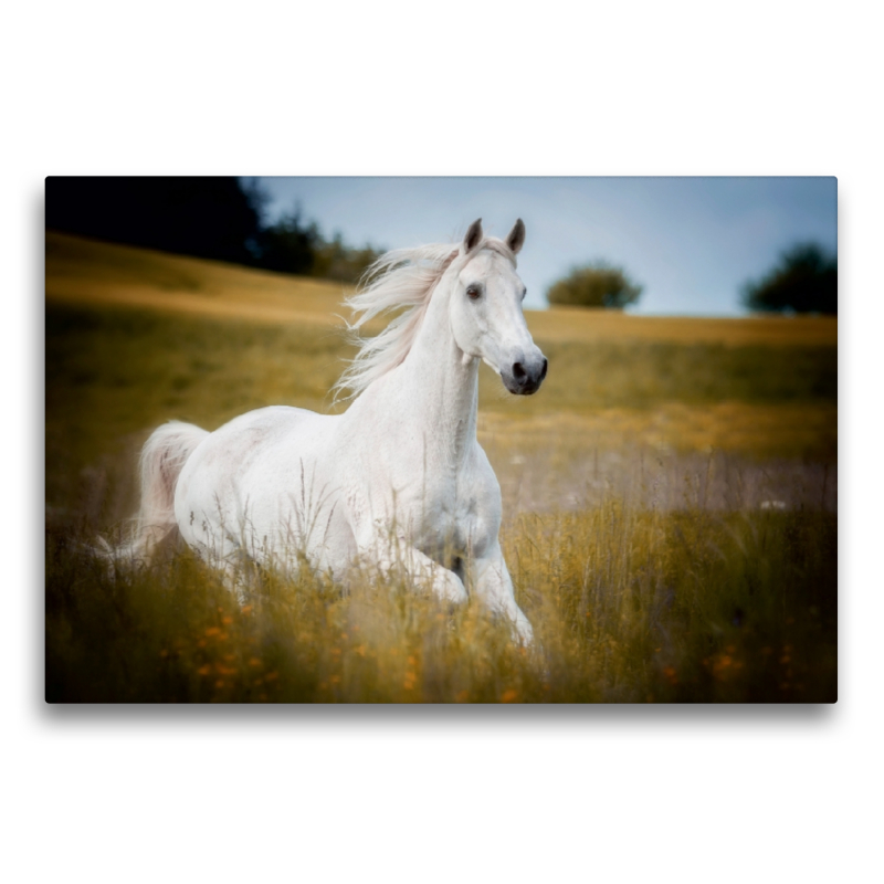 Trakehner