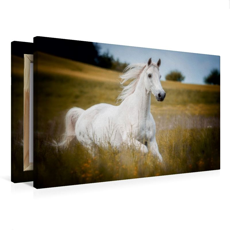 Trakehner