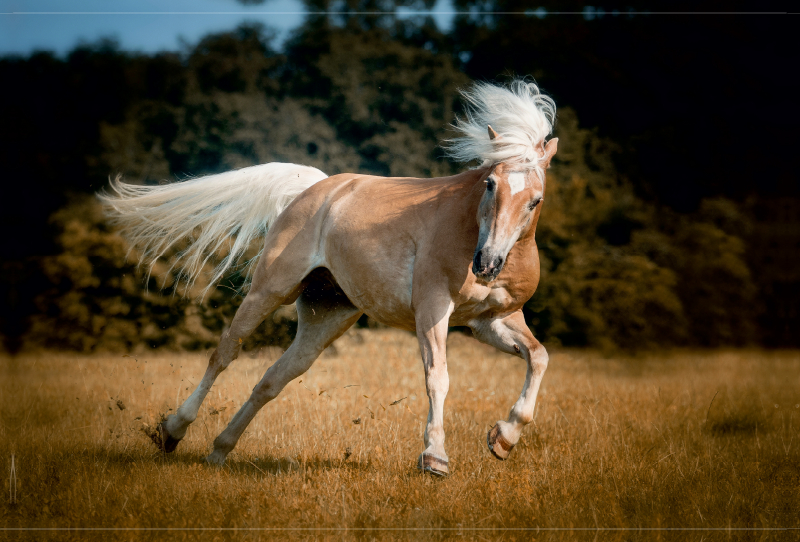 Haflinger