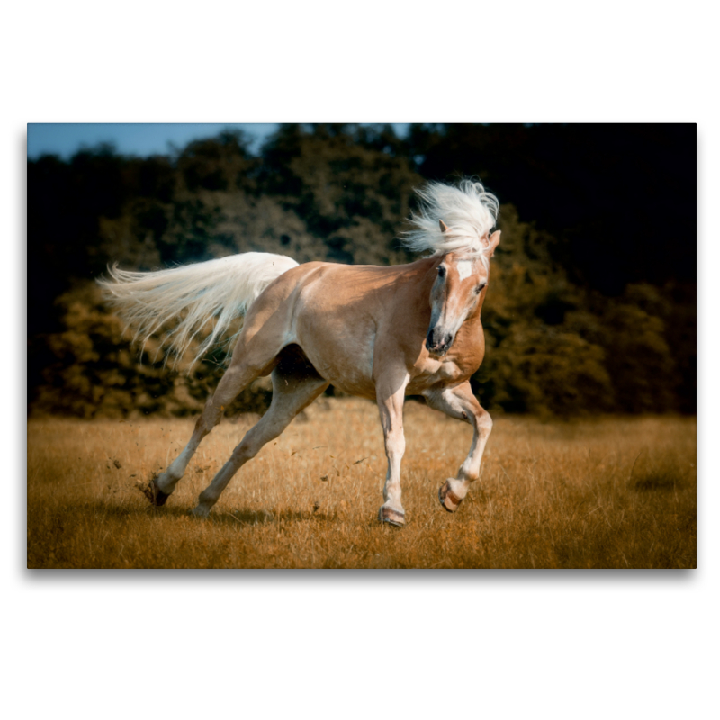 Haflinger