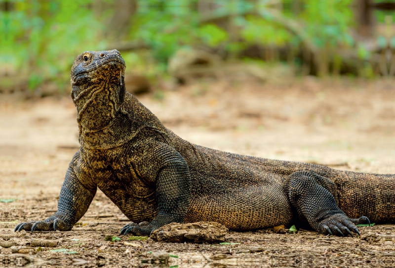 Komodowaran - Varanus komodoensis - aus Indonesien