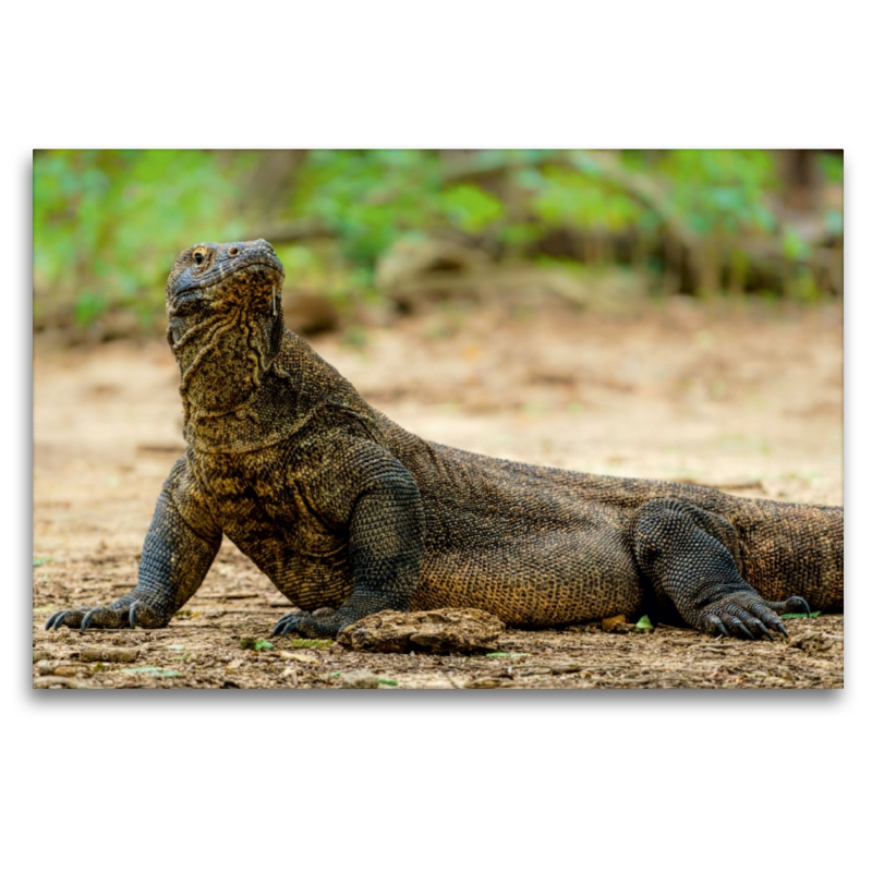 Komodowaran - Varanus komodoensis - aus Indonesien