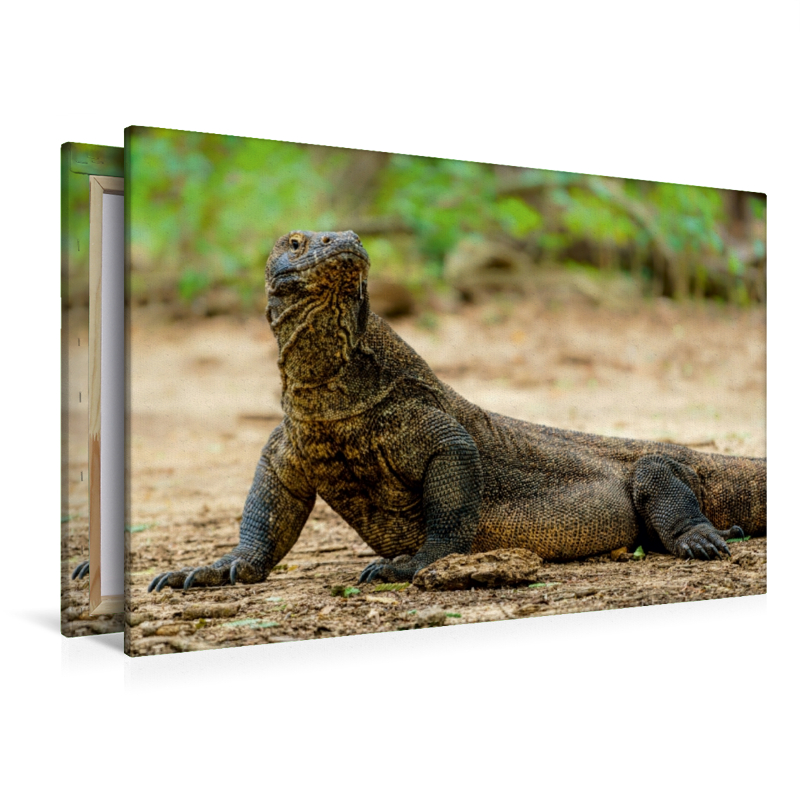 Komodowaran - Varanus komodoensis - aus Indonesien